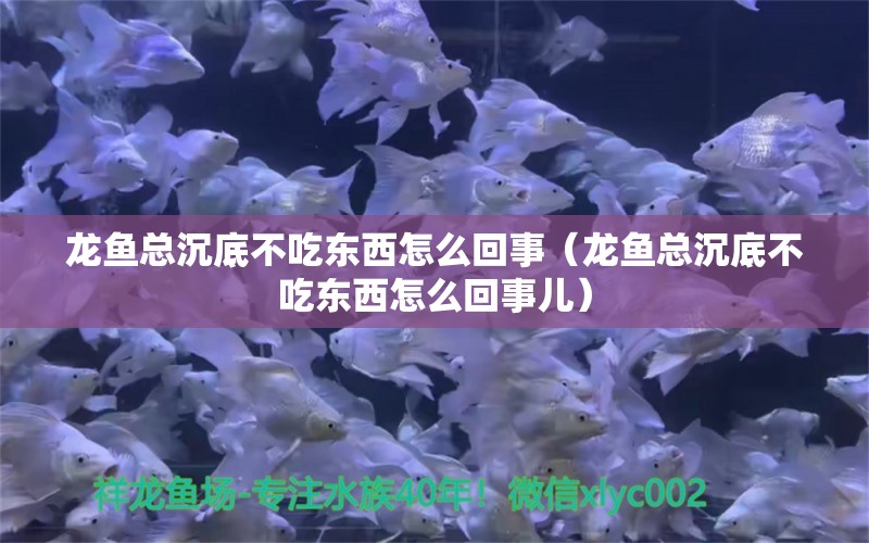 龙鱼总沉底不吃东西怎么回事（龙鱼总沉底不吃东西怎么回事儿） 过背金龙鱼