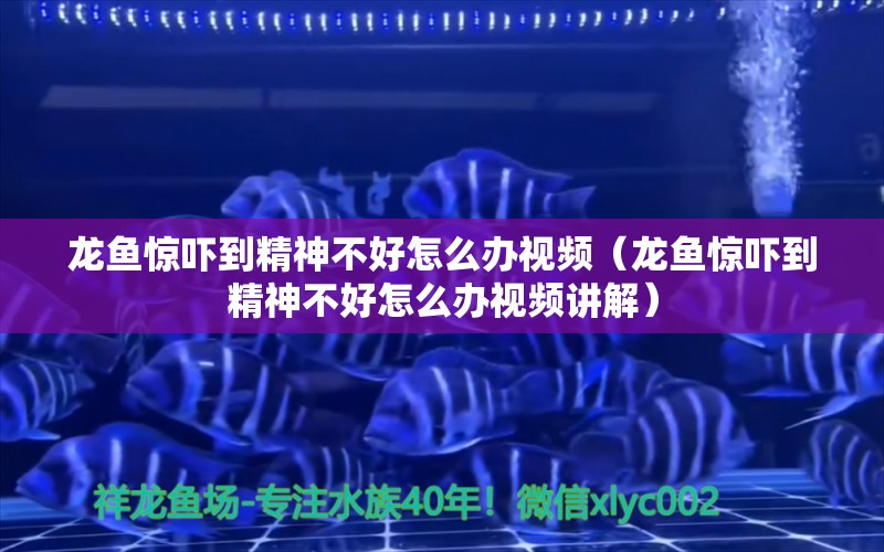 龙鱼惊吓到精神不好怎么办视频（龙鱼惊吓到精神不好怎么办视频讲解）