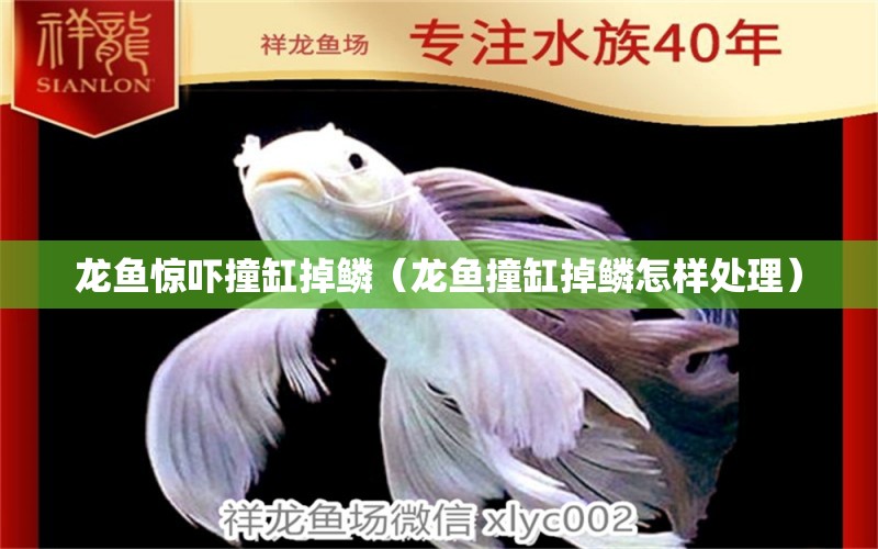 龙鱼惊吓撞缸掉鳞（龙鱼撞缸掉鳞怎样处理） 观赏鱼