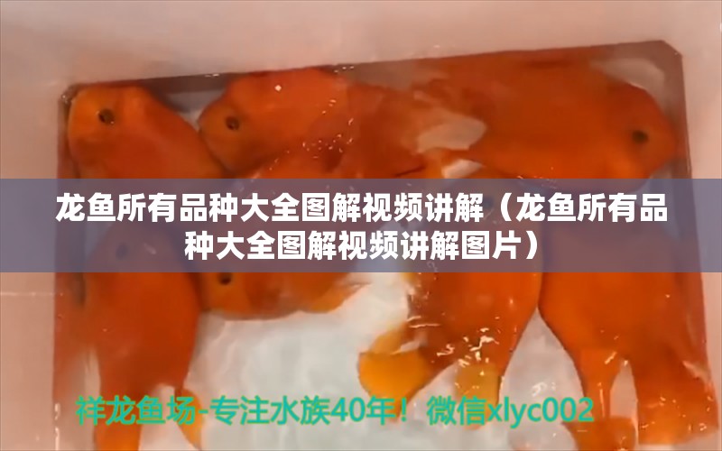 龙鱼所有品种大全图解视频讲解（龙鱼所有品种大全图解视频讲解图片）