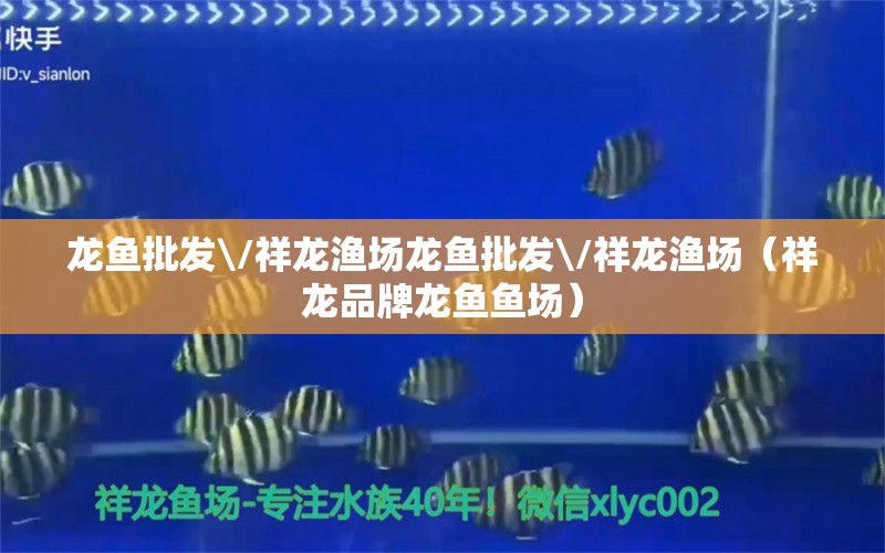 龙鱼批发\/祥龙渔场龙鱼批发\/祥龙渔场（祥龙品牌龙鱼鱼场）