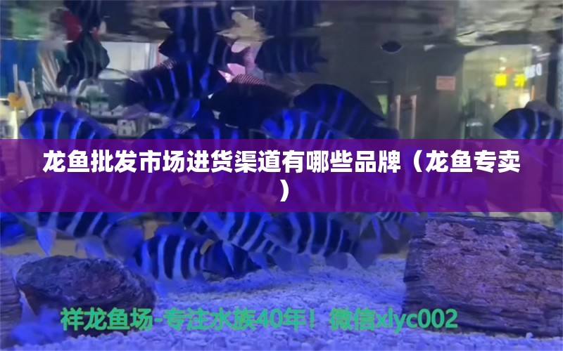 龙鱼批发市场进货渠道有哪些品牌（龙鱼专卖） 观赏鱼批发