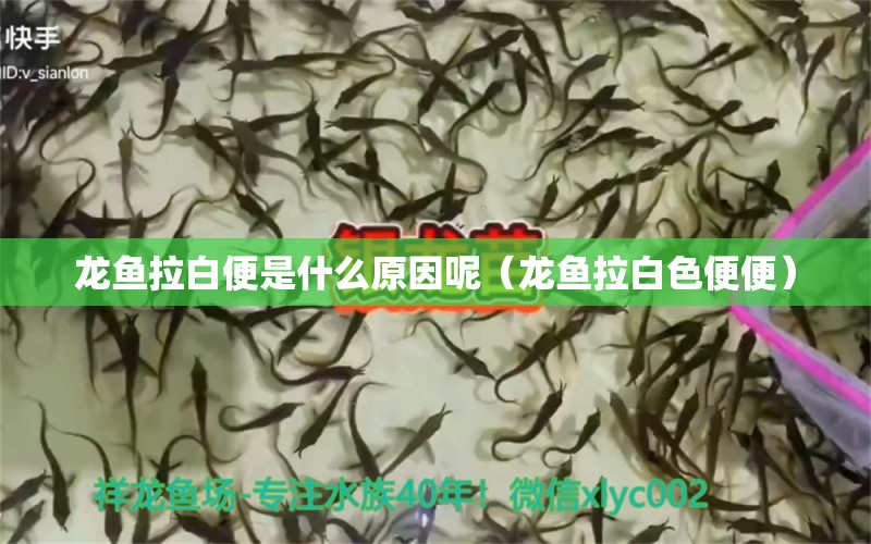 龙鱼拉白便是什么原因呢（龙鱼拉白色便便）