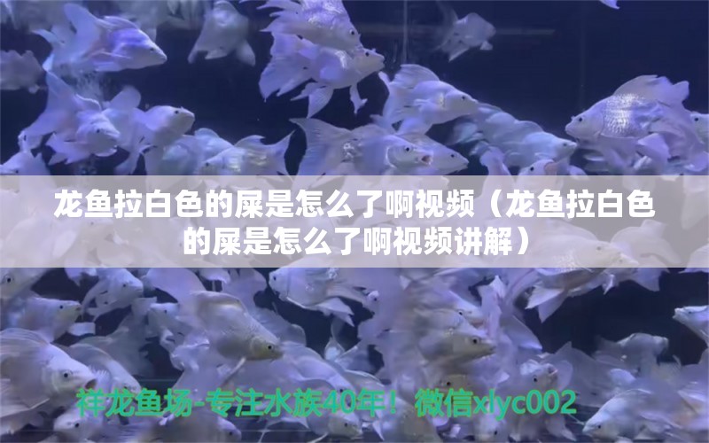 龙鱼拉白色的屎是怎么了啊视频（龙鱼拉白色的屎是怎么了啊视频讲解）