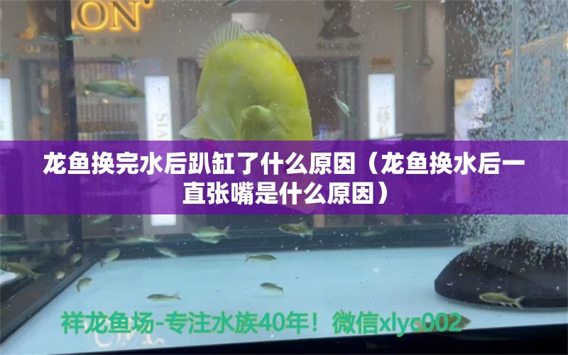 龙鱼换完水后趴缸了什么原因（龙鱼换水后一直张嘴是什么原因）