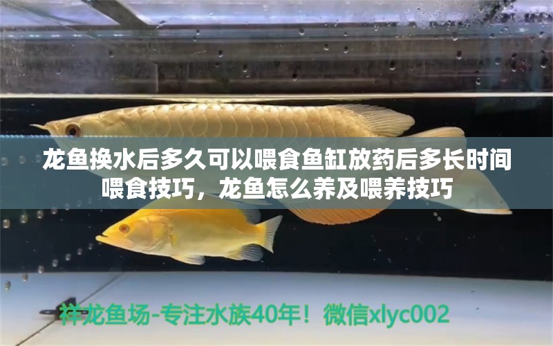 龙鱼换水后多久可以喂食鱼缸放药后多长时间喂食技巧，龙鱼怎么养及喂养技巧