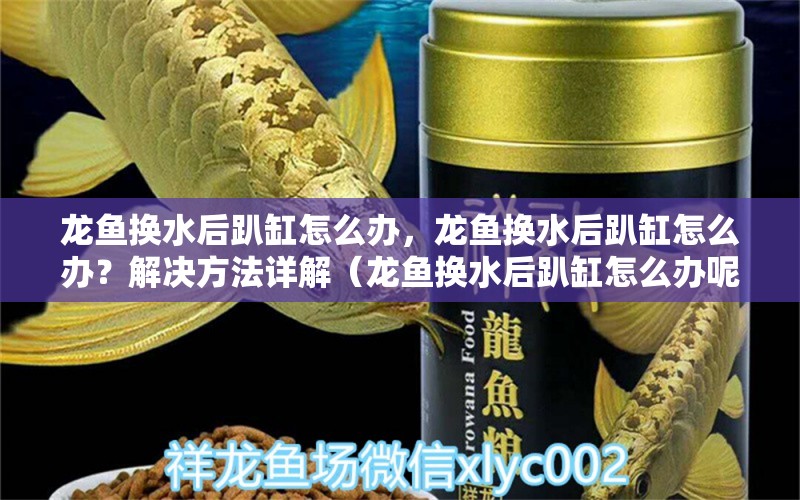 龙鱼换水后趴缸怎么办，龙鱼换水后趴缸怎么办？解决方法详解（龙鱼换水后趴缸怎么办呢） 祥龙鱼场