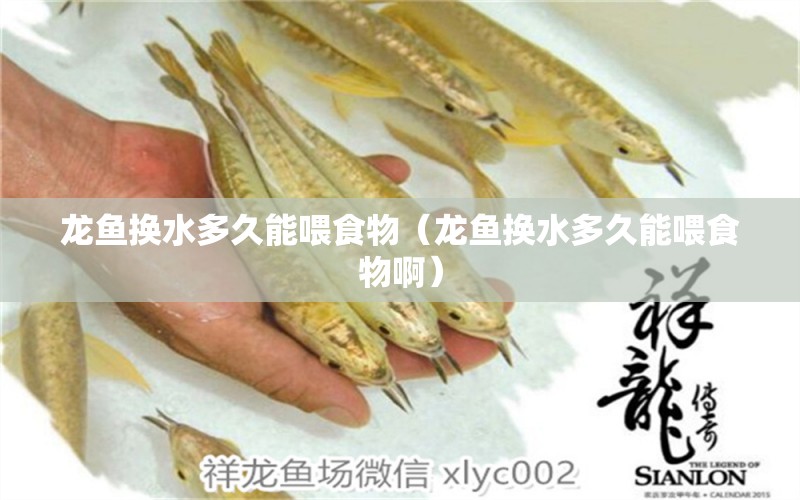 龙鱼换水多久能喂食物（龙鱼换水多久能喂食物啊） 广州龙鱼批发市场