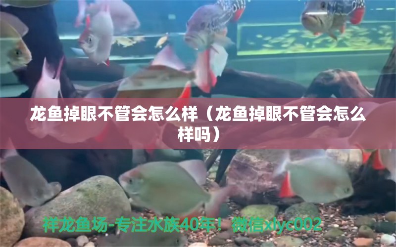 龙鱼掉眼不管会怎么样（龙鱼掉眼不管会怎么样吗）