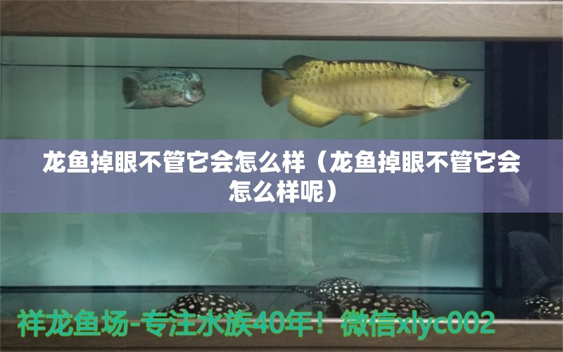 龙鱼掉眼不管它会怎么样（龙鱼掉眼不管它会怎么样呢）