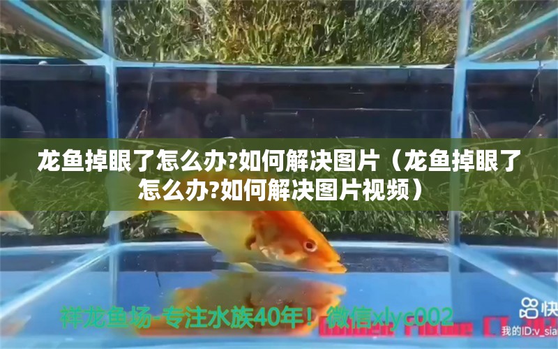 龙鱼掉眼了怎么办?如何解决图片（龙鱼掉眼了怎么办?如何解决图片视频）