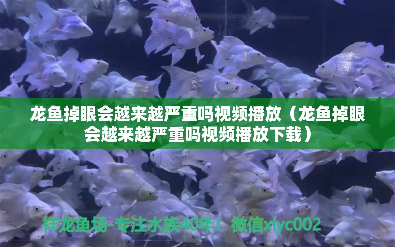 龙鱼掉眼会越来越严重吗视频播放（龙鱼掉眼会越来越严重吗视频播放下载） 龙鱼疾病与治疗