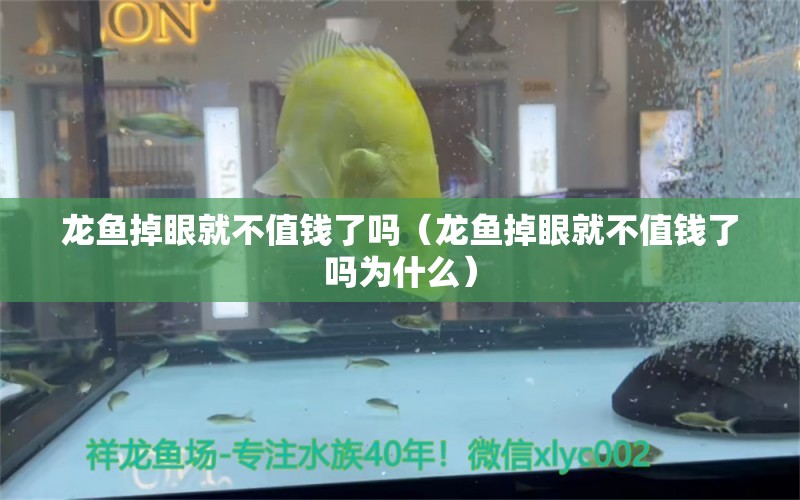 龙鱼掉眼就不值钱了吗（龙鱼掉眼就不值钱了吗为什么）