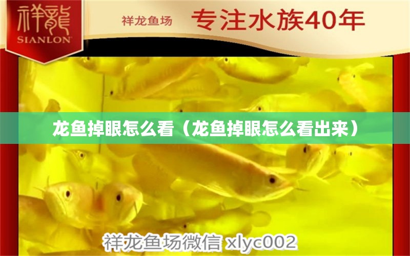 龙鱼掉眼怎么看（龙鱼掉眼怎么看出来） 广州龙鱼批发市场