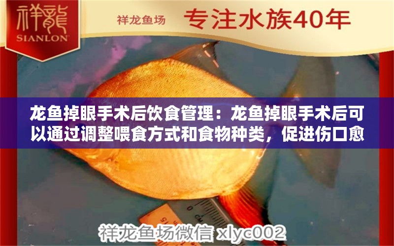 龙鱼掉眼手术后饮食管理：龙鱼掉眼手术后可以通过调整喂食方式和食物种类，促进伤口愈合