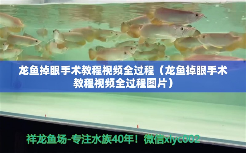 龙鱼掉眼手术教程视频全过程（龙鱼掉眼手术教程视频全过程图片） 龙鱼疾病与治疗