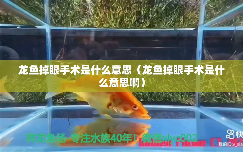 龙鱼掉眼手术是什么意思（龙鱼掉眼手术是什么意思啊）