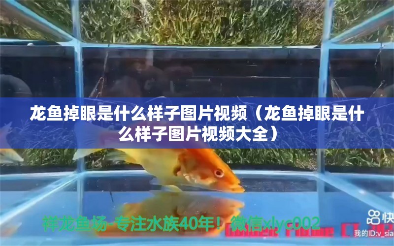 龙鱼掉眼是什么样子图片视频（龙鱼掉眼是什么样子图片视频大全）