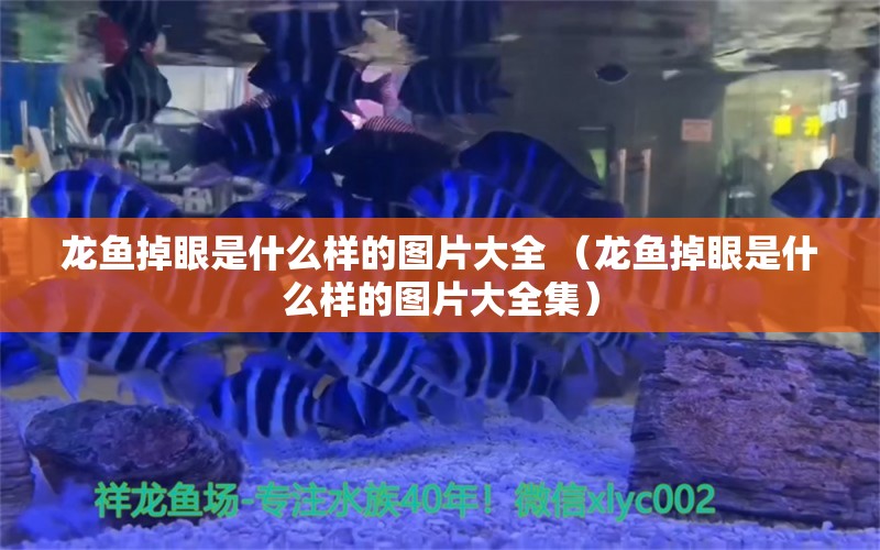 龙鱼掉眼是什么样的图片大全 （龙鱼掉眼是什么样的图片大全集）