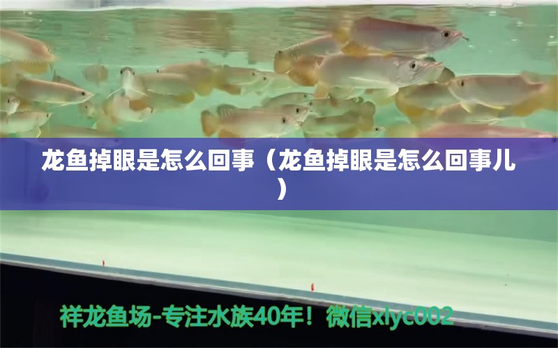 龙鱼掉眼是怎么回事（龙鱼掉眼是怎么回事儿）