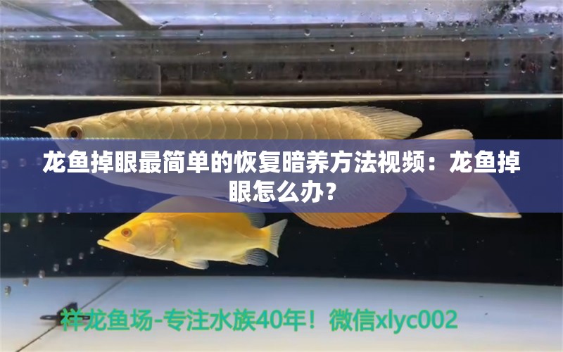 龙鱼掉眼最简单的恢复暗养方法视频：龙鱼掉眼怎么办？