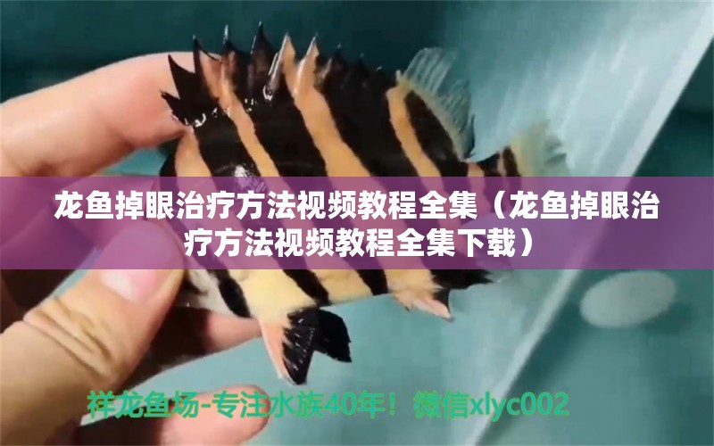 龙鱼掉眼治疗方法视频教程全集（龙鱼掉眼治疗方法视频教程全集下载） 龙鱼疾病与治疗