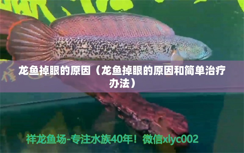 龙鱼掉眼的原因（龙鱼掉眼的原因和简单治疗办法） 祥龙水族医院