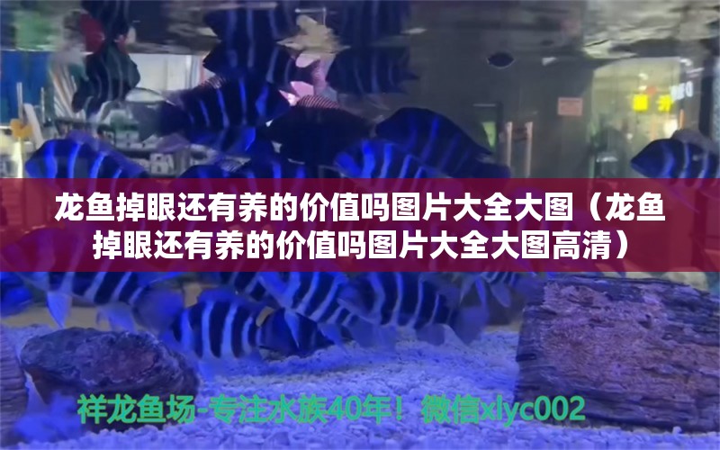 龙鱼掉眼还有养的价值吗图片大全大图（龙鱼掉眼还有养的价值吗图片大全大图高清）