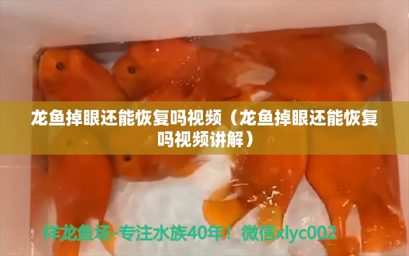 龙鱼掉眼还能恢复吗视频（龙鱼掉眼还能恢复吗视频讲解） 龙鱼疾病与治疗