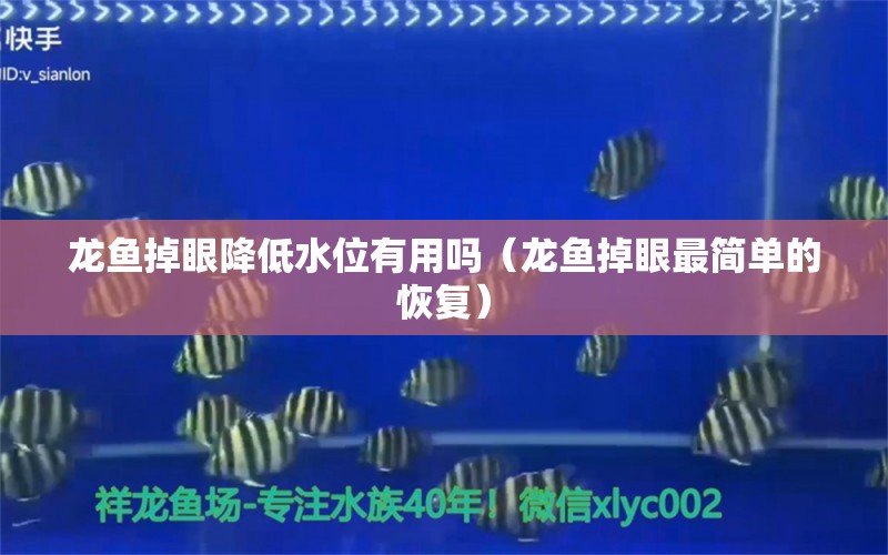 龙鱼掉眼降低水位有用吗（龙鱼掉眼最简单的恢复） 广州观赏鱼批发市场