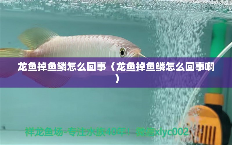 龙鱼掉鱼鳞怎么回事（龙鱼掉鱼鳞怎么回事啊）