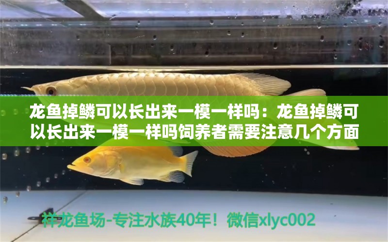 龙鱼掉鳞可以长出来一模一样吗：龙鱼掉鳞可以长出来一模一样吗饲养者需要注意几个方面