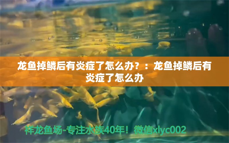 龙鱼掉鳞后有炎症了怎么办？：龙鱼掉鳞后有炎症了怎么办