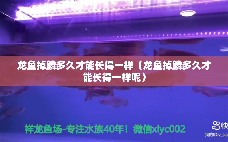 龙鱼掉鳞多久才能长得一样（龙鱼掉鳞多久才能长得一样呢） 广州龙鱼批发市场