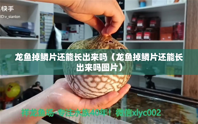 龙鱼掉鳞片还能长出来吗（龙鱼掉鳞片还能长出来吗图片） 龙鱼疾病与治疗