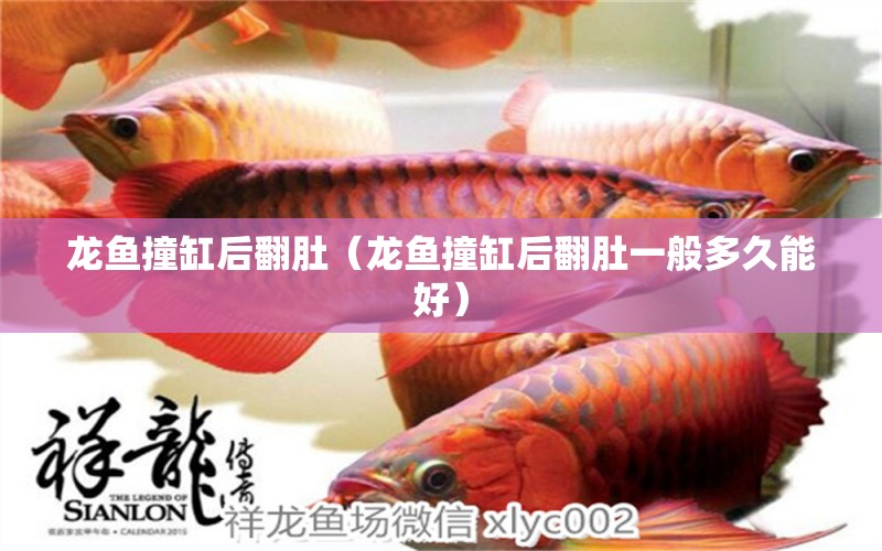 龙鱼撞缸后翻肚（龙鱼撞缸后翻肚一般多久能好） 广州龙鱼批发市场
