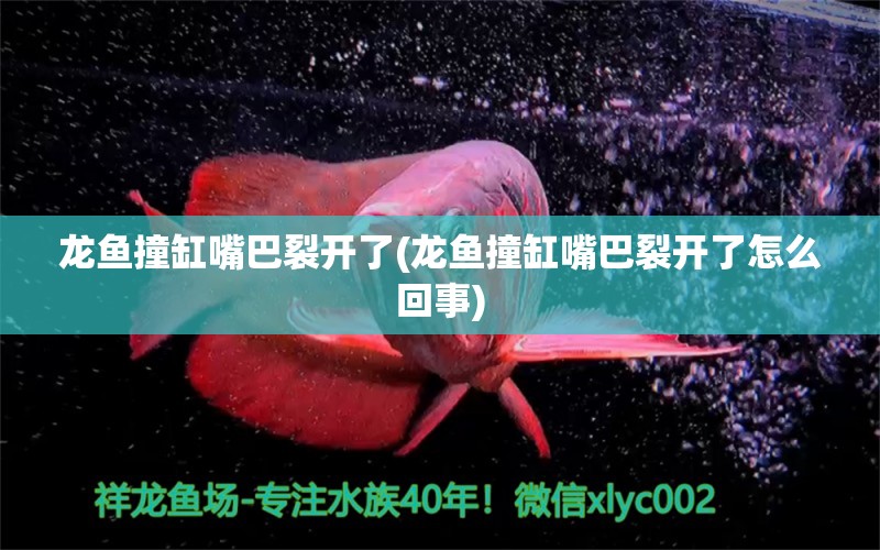 龙鱼撞缸嘴巴裂开了(龙鱼撞缸嘴巴裂开了怎么回事) 观赏鱼水族批发市场