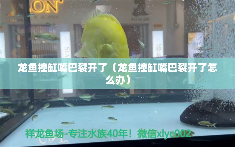 龙鱼撞缸嘴巴裂开了（龙鱼撞缸嘴巴裂开了怎么办）