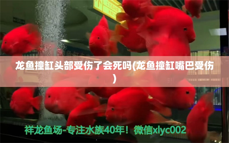 龙鱼撞缸头部受伤了会死吗(龙鱼撞缸嘴巴受伤) 黑金魟鱼 第1张