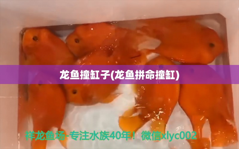 龙鱼撞缸子(龙鱼拼命撞缸)