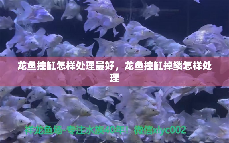 龙鱼撞缸怎样处理最好，龙鱼撞缸掉鳞怎样处理