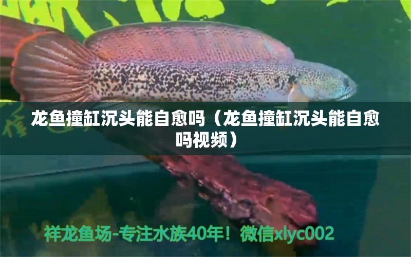 龙鱼撞缸沉头能自愈吗（龙鱼撞缸沉头能自愈吗视频）