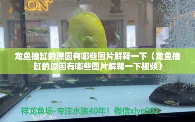 龙鱼撞缸的原因有哪些图片解释一下（龙鱼撞缸的原因有哪些图片解释一下视频） 广州龙鱼批发市场