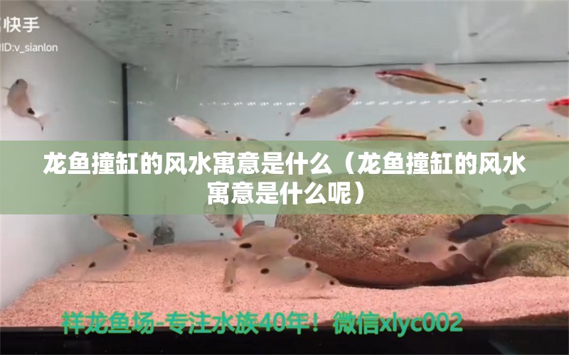 龙鱼撞缸的风水寓意是什么（龙鱼撞缸的风水寓意是什么呢）