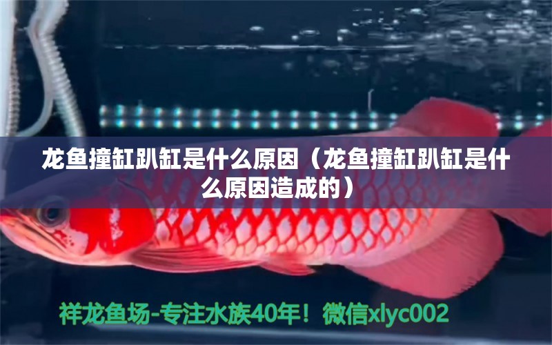 龙鱼撞缸趴缸是什么原因（龙鱼撞缸趴缸是什么原因造成的） 广州龙鱼批发市场