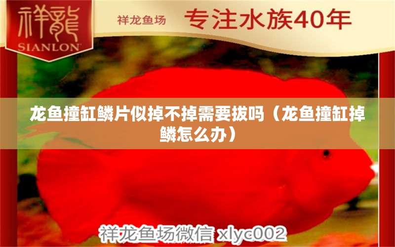 龙鱼撞缸鳞片似掉不掉需要拔吗（龙鱼撞缸掉鳞怎么办） 广州龙鱼批发市场