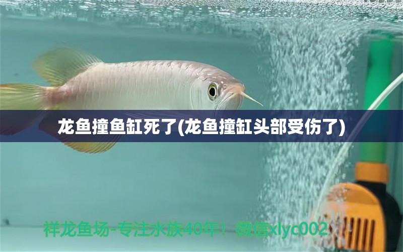 龙鱼撞鱼缸死了(龙鱼撞缸头部受伤了)