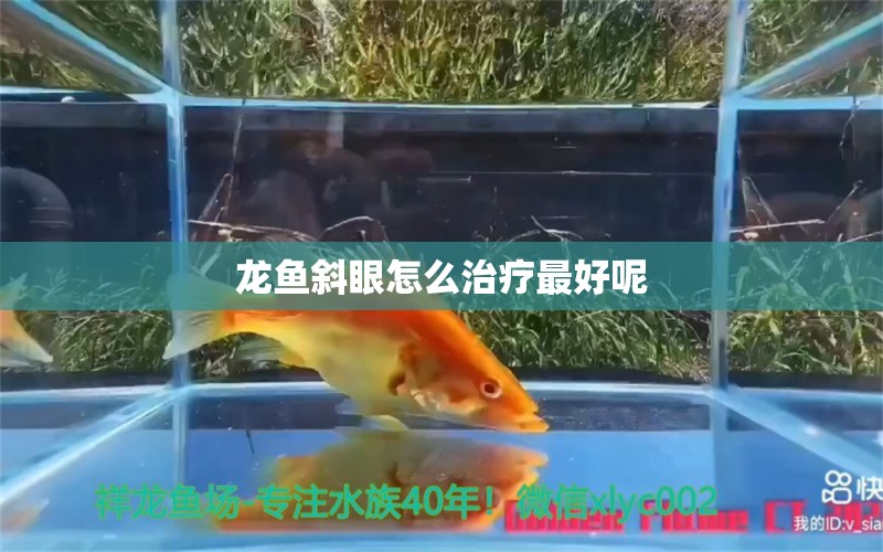 龙鱼斜眼怎么治疗最好呢