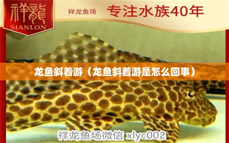 龙鱼斜着游（龙鱼斜着游是怎么回事） 祥龙水族医院