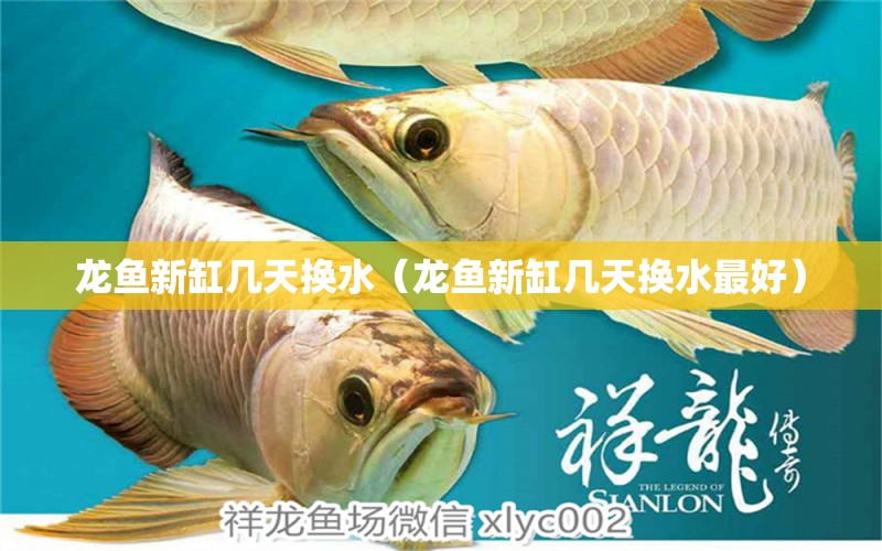 龙鱼新缸几天换水（龙鱼新缸几天换水最好） 广州龙鱼批发市场